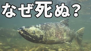 サケが産卵後に死ぬ進化を遂げた理由がこちら【解説】