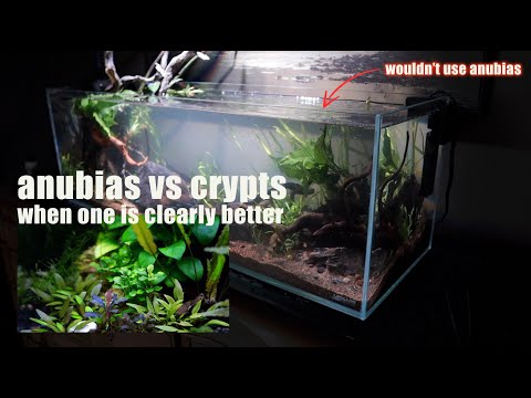 anubias vs crypts - 5 REASONS I WON’T use my favorite aquatic plant