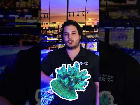 Meet The Team Behind Top Shelf: Meet Tomas! #aquarium #coral  #behindthescenes