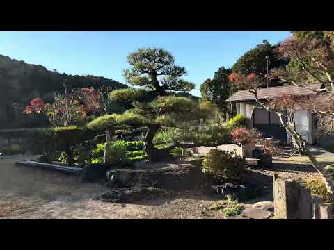 🚶‍♂️ The Timeless Japanese Pine of Yada - Walking in Japan