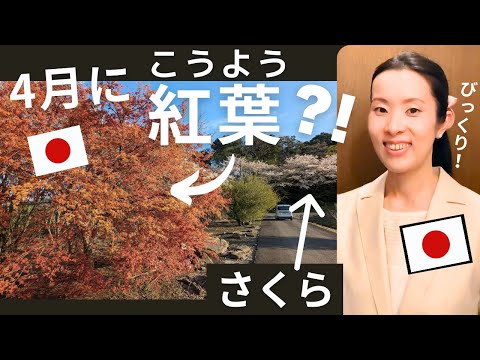 【Japanese Podcast】Japanese listening 日本の春 桜＆なぜか4月に紅葉を発見した JAPAN Cherry Blossoms #japanesepodcast 日本語