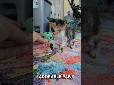 The blind kitten is going crazy with joy while playing with the toy ball.