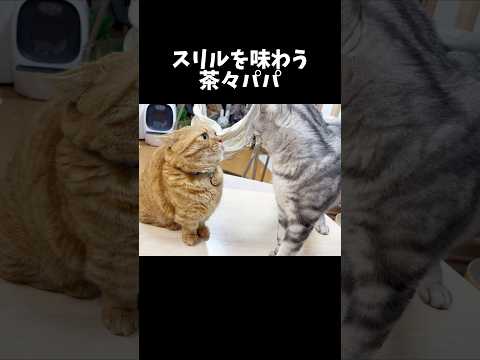 息子を挑発したあとスリルを味わうドM猫 #猫 #マンチカン #shorts