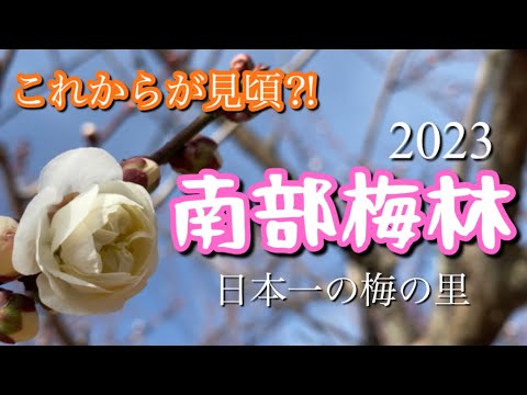 まもなく見頃😆✨日本一の梅の里✨和歌山『南部梅林』行ってきました！！