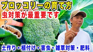 【ブロッコリー】栽培方法　土作りから植付・収穫・虫対策・雑草対策を紹介します