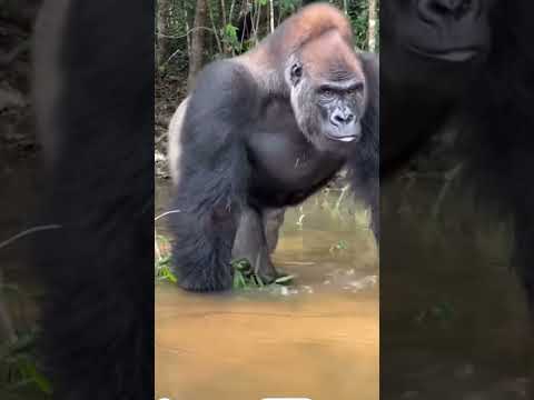 silverback gorilla  ￼ don’t go too close is a dangerous#gorilla #atteck #dangerous #animals#shorts