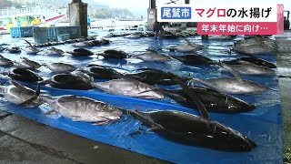 メバチマグロやビンチョウマグロ等…尾鷲港で年末年始向けのマグロ水揚げ 小笠原周辺で獲られた約500匹が魚市場に