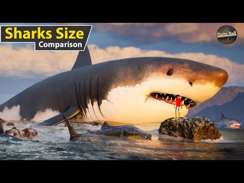 Sharks Size Comparison in  water | world smallest to longest shark size