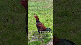 Chicken facts #chickens #backyardflock #backyardchickens #backyardbuttnuggets #backyardflock