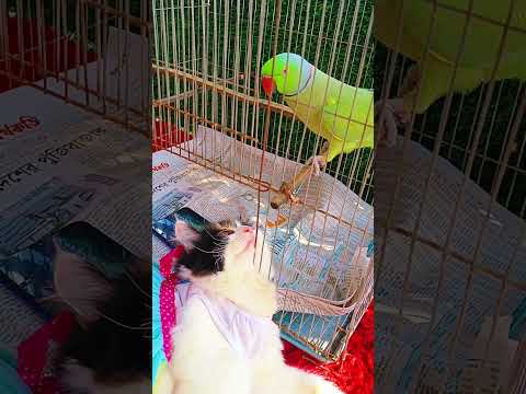 Omg 😱 A parrot caressing a kitten!#viralvideo #funnypets #love #shorts