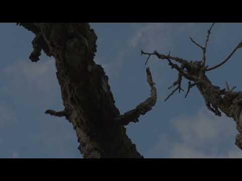 footage - old tree