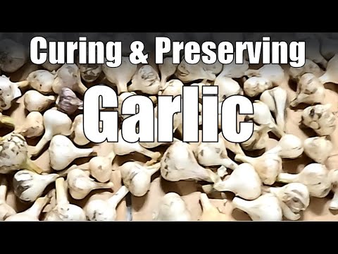 Tips for Curing and Preserving Garlic