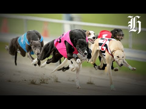 SPCA: 'Great day for greyhounds' as Racing Minister announces plans to ban the sport