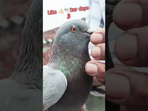 #pigeon #kabbotar #shortvideos #kabuterbaaz #pigeonlover #kabutar #birds #kabutarstatus #viral