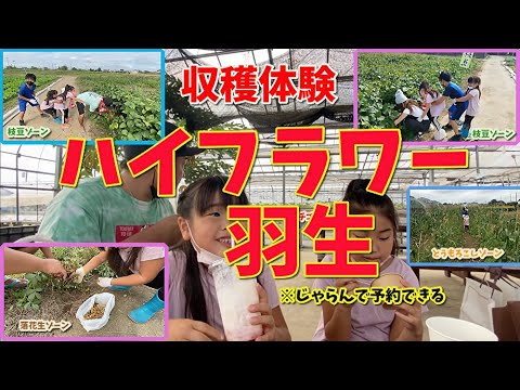 【収穫体験】落花生・枝豆・とうもろこし・イチゴソーダ・イチゴティー・手作りアイスにダッタン蕎麦も食べちゃった！！！