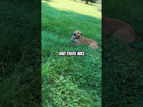 I made a buddy while fishing... #shorts #fishing #dogs