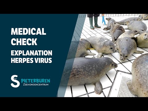 Medical check with explanation on herpes virus in Sealcentre Pieterburen