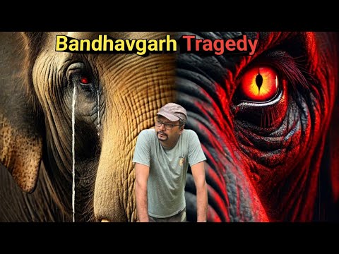 Bandhavgarh Tragedy । हाथी बदला ले रहे हैं? Tragic Loss Mysterious Death Of Elephants Of Bandhavgarh