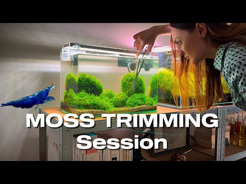 Weeping Moss Trimming Session