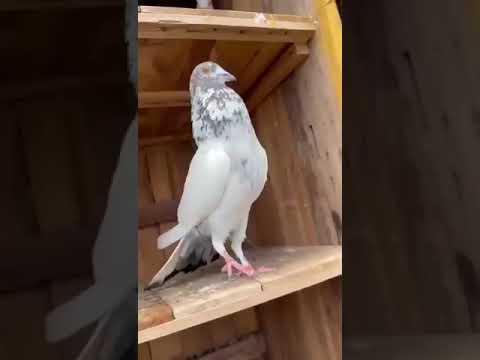 Andhra Breed Madrasi pigeon