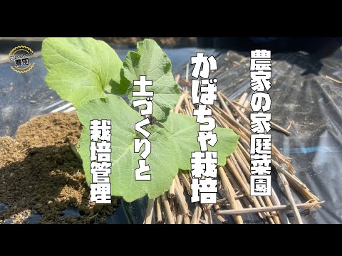 【かぼちゃの育て方】土づくりから植え付けまで【農家の家庭菜園】【カボチャ】【ブラックのジョー】