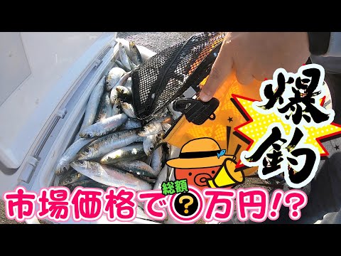 【夢の黒字釣り】市場で1匹¥200相当のBIG真鰯が爆釣!! 総額は...?? ~西宮ケーソンサビキ釣り&釣果でオイルサーディン調理編~