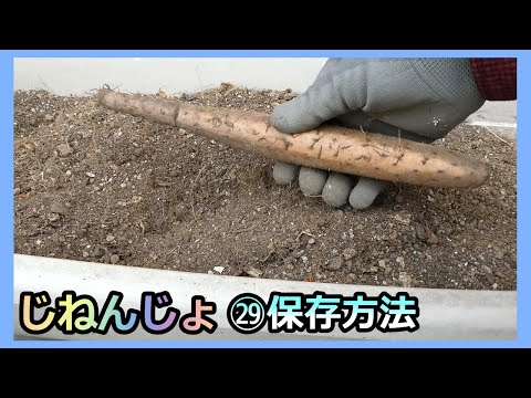 【楽々】自然薯ななめ栽培 ㉙保存方法が分かったみたい