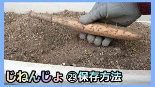 【楽々】自然薯ななめ栽培 ㉙保存方法が分かったみたい