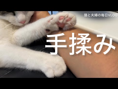 猫と夫婦の毎日VLOG#478 眠くて赤ちゃんになっちゃう大猫