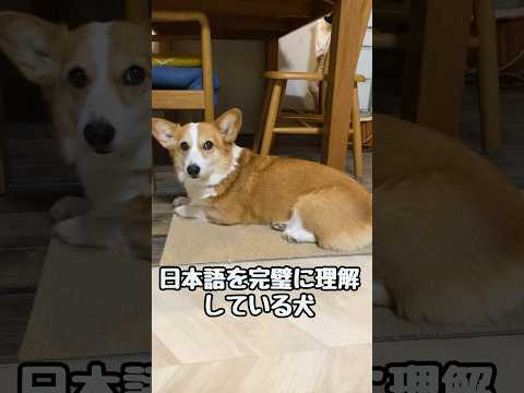 日本語が完璧にわかる犬