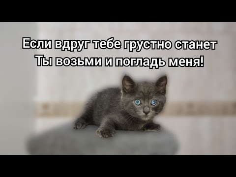 САМЫЙ ЛУЧШИЙ СТИХ ПРО ДРУЖБУ С КОТОМ