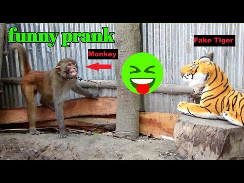 funny monkey vs tiger prank | funny reaction videos