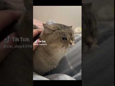 Credits tocat_dog4398 On Tiktok #notmine #youtubeshorts #shortsviral