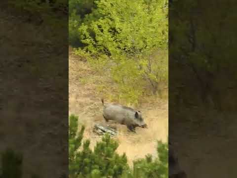 Giant Wild Boar Hunt - Dev Domuz Vuruşu #hunting #wildboar