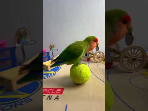 Bird Training : Smart lovebird Parrot | Smart Little Cute Parrot #training #smartparrot #cute