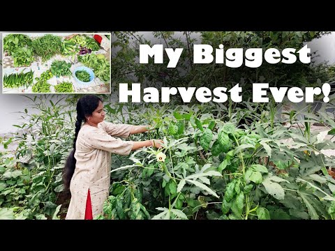 మా గార్డెన్ లో నేను చేసిన Biggest Organic Vegetable harvest 😍 || Biggest Harvest #gardening #organic