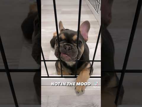 French Bulldog Puppy is Not in the Mood Today | Max and Bo #Shorts #Dog