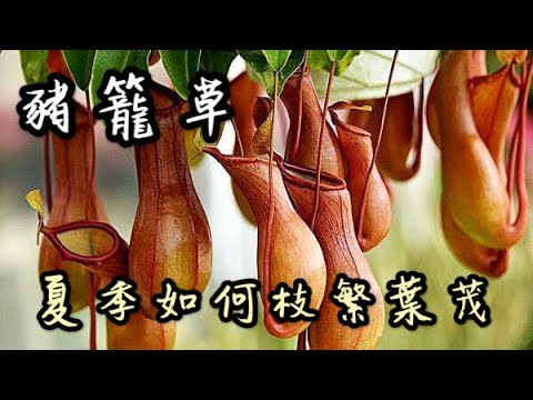 【天天小花農】豬籠草在夏季養護時，如何做才能枝繁葉茂？