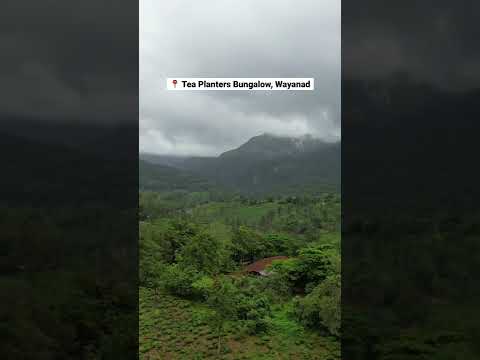 Hidden paradise in Wayanad, Kerala | Tea planters Bungalow #TanyaKhanijowshorts #travelshorts