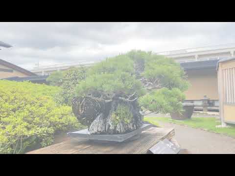 Omiya Bonsai Art Museum - さいたま市大宮盆栽美術館 - 2021 September (part 1).