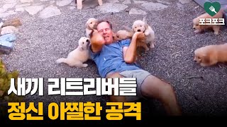 귀여운 강아지들 공격에 정신이 아찔한 아빠