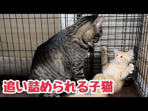 戸惑う兄 ビビりな兄 甘えたな兄 どの兄猫とも仲良しな子猫