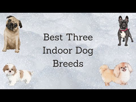 Best Three Indoor Dog Breeds | Top 3 inside dog breeds for family