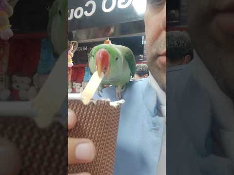 #parrot having #tea #umaisavlogs