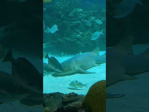 This Nursing Shark is too lazy to move. #shark #oceanlife #sharky #loveshark #sharknado