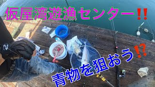 仮屋湾遊漁センターで青物も狙おう‼️