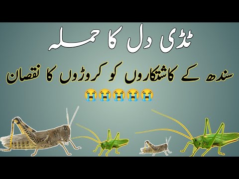 Locust -Tiddi dal Attack ٹڈی دل کا حملہ، سندھ کے کاشتکاروں کو کروڑوں کا نقصان #Locustattack #2024