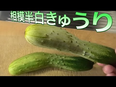 珍しい野菜を食べてみた【相模半白きゅうり】