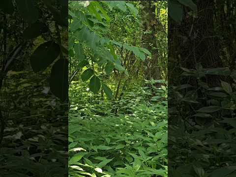 16 Seconds of Jungle Adventure 🌿 #nature #music #love