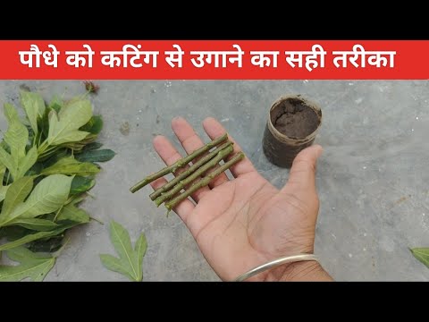 Jatropha Plant Cutting Easy Method | पौधे को कटिंग से उगाने का बेहतर तरीका